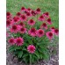 Эхинацея Echinacea Delicious Candy